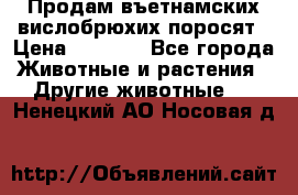 Продам въетнамских вислобрюхих поросят › Цена ­ 2 500 - Все города Животные и растения » Другие животные   . Ненецкий АО,Носовая д.